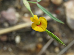 Zornia diphylla