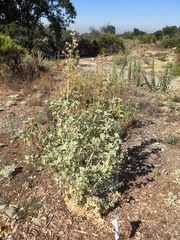 Malacothamnus fremontii cercophorus
