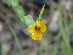 Zornia diphylla
