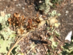 Malacothamnus fremontii cercophorus