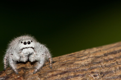 Paraphidippus fartilis