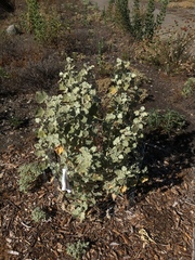 Malacothamnus fremontii cercophorus