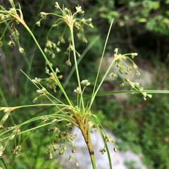 Scirpus expansus