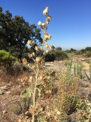 Malacothamnus fremontii cercophorus