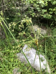Scirpus expansus