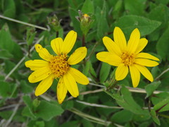 Lasianthaea aurea