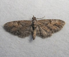 Eupithecia graefii