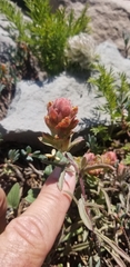 Castilleja arachnoidea