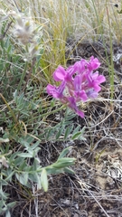 Oxytropis besseyi