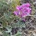 Bessey's Locoweed - Photo (c) Sarah Vinge-Mazer, some rights reserved (CC BY-NC-SA), uploaded by Sarah Vinge-Mazer