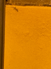 Tarentola mauritanica