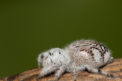 Paraphidippus fartilis