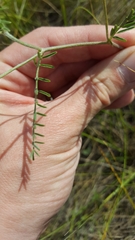Astragalus flexuosus