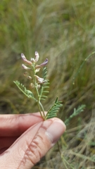 Astragalus flexuosus