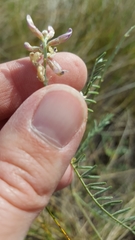 Astragalus flexuosus