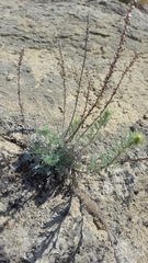 Artemisia campestris pacifica