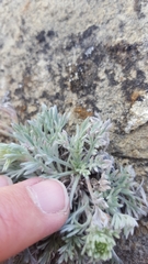 Artemisia campestris pacifica