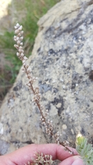 Artemisia campestris pacifica