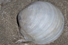 Pegophysema schrammi