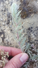 Artemisia campestris pacifica