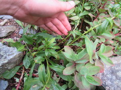 Solidago randii