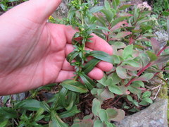 Solidago randii