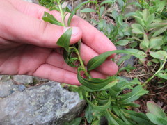 Solidago randii