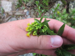 Solidago randii