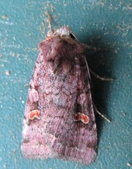 Adelphagrotis stellaris