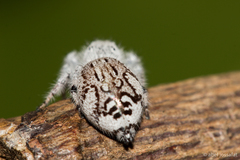 Paraphidippus fartilis