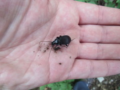 Carabus goryi