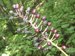 Actaea spicata