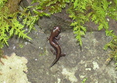 Plethodon shenandoah