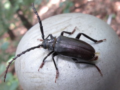 Prionus insularis