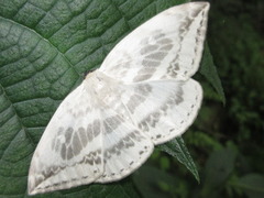 Cyclidia substigmaria