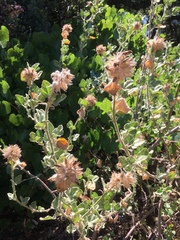 Malacothamnus lucianus