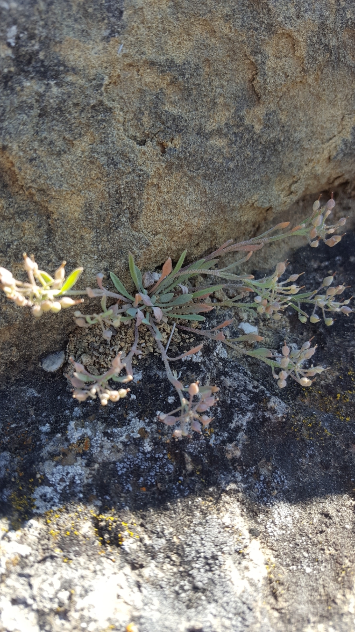 Physaria spatulata