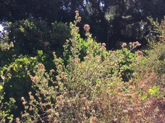 Malacothamnus lucianus