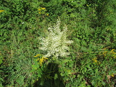 Veratrum hybridum
