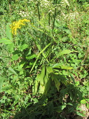 Veratrum hybridum