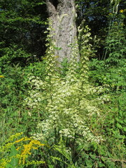 Veratrum hybridum