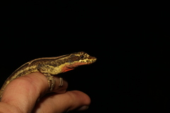 Anolis vittigerus