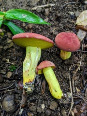 Boletus roodyi