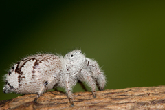 Paraphidippus fartilis