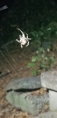 Araneus nordmanni