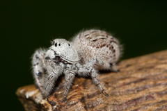 Paraphidippus fartilis