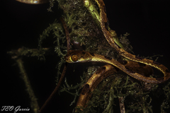 Imantodes chocoensis