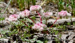 Calyptridium