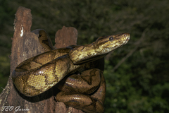 Corallus annulatus