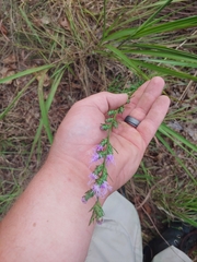Liatris squarrosa